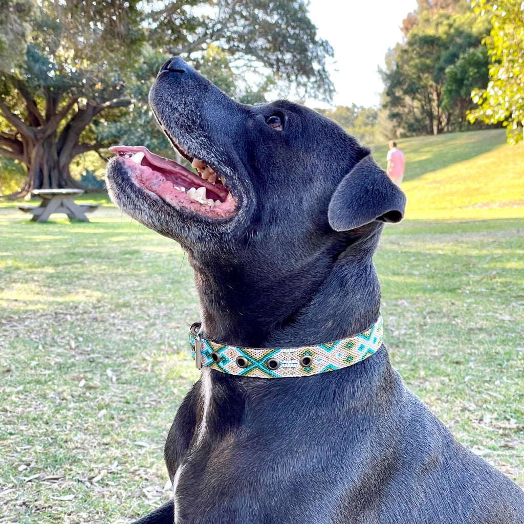 Artisan Dog Collar, Arenal – Mimoso Pets