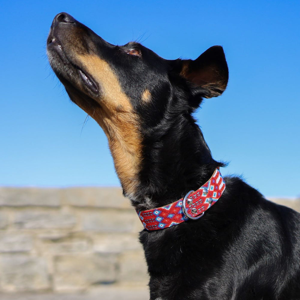 Artisan Dog Collar, Miramar width 3.5cm