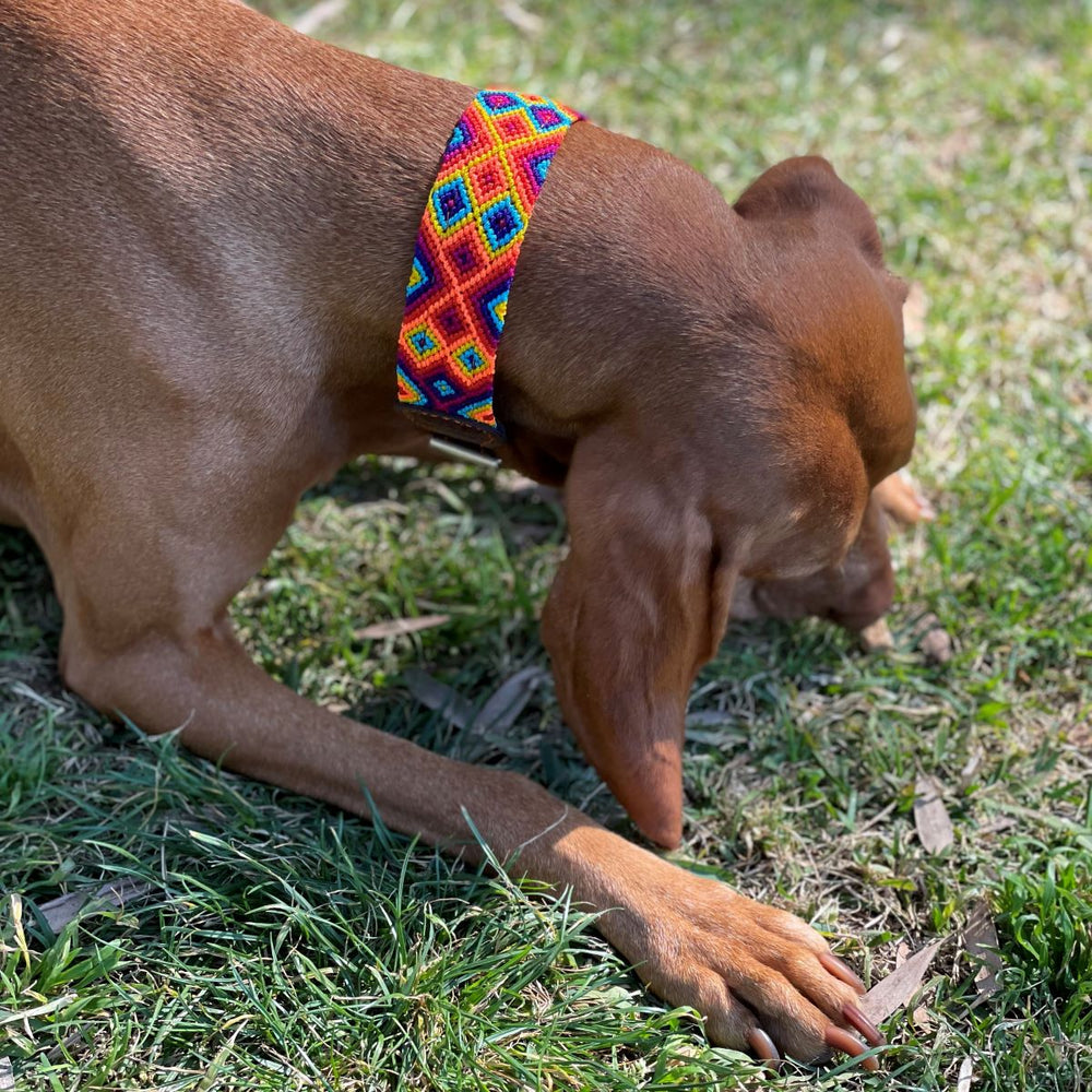 Artisan Dog Collar, Maroma