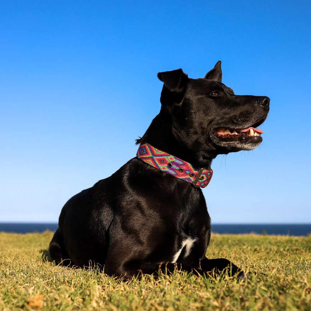 Artisan Dog Collar, Yelapa width 3.5cm