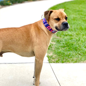 Artisan Dog Collar, Marieta width 3.5cm