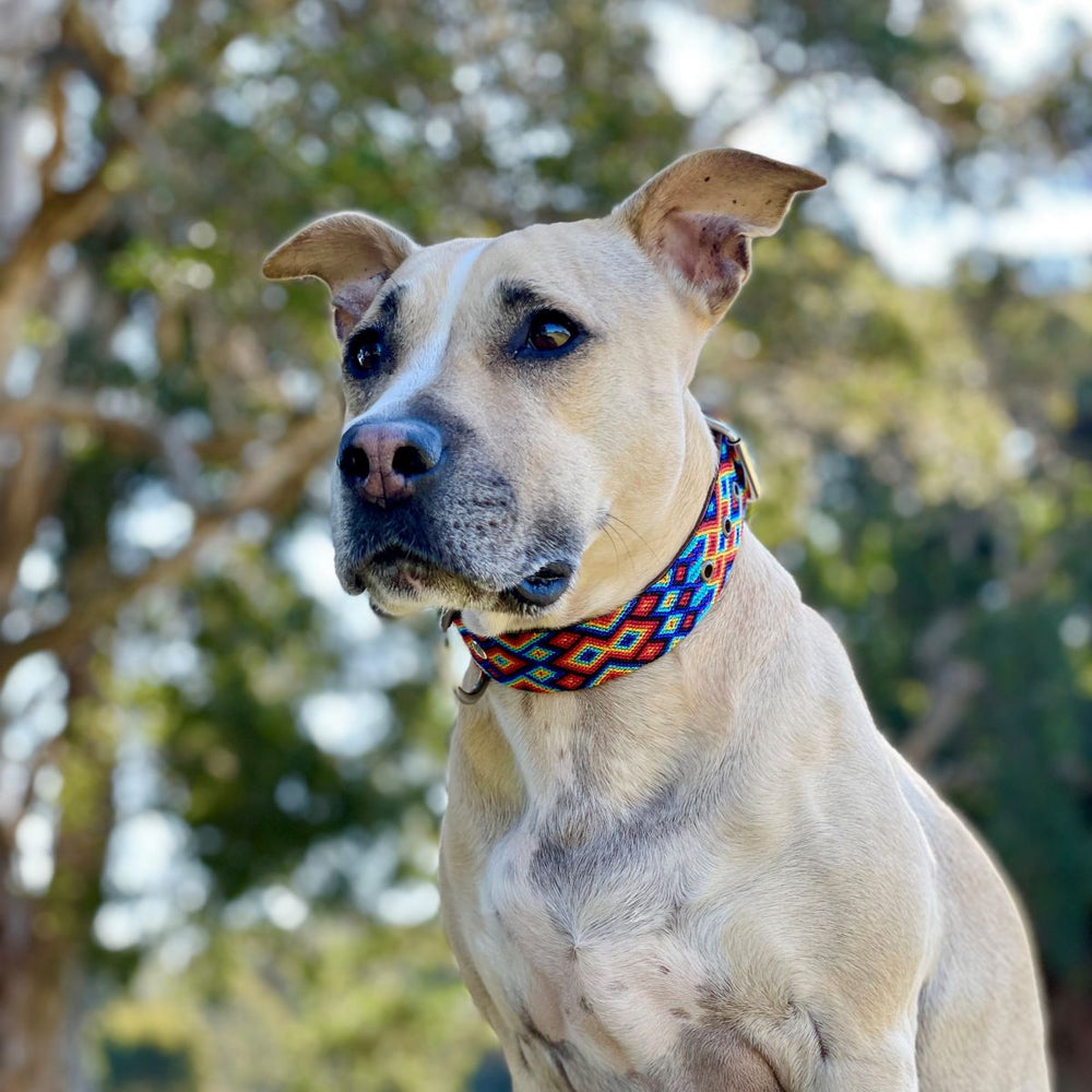 Artisan Dog Collar, Morelia width 3.5cm