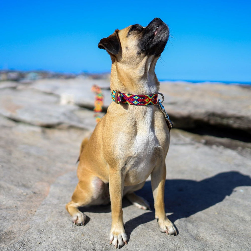 Artisan Dog Collar, Ventura