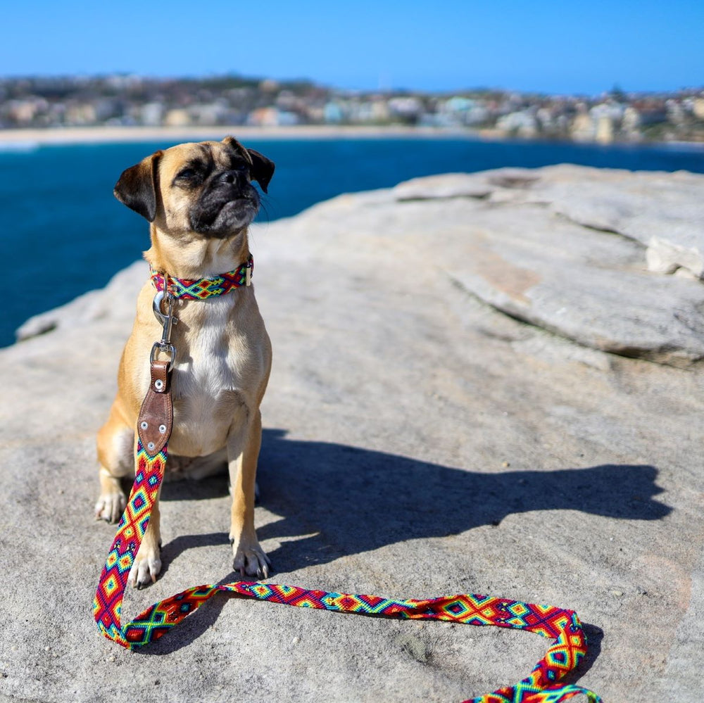 Artisan Dog Lead, Ventura