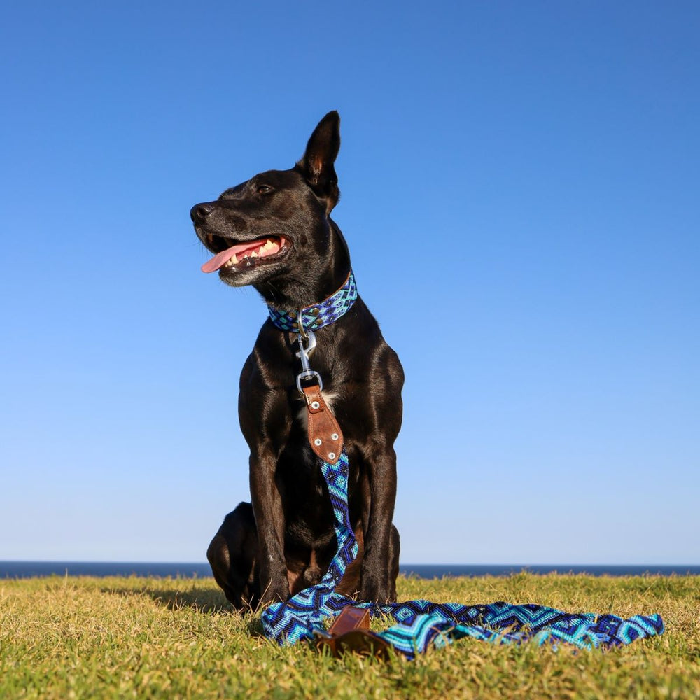 Artisan Dog Collar, Xpuha width 3.5cm